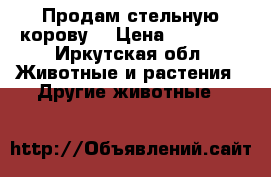 Продам стельную корову. › Цена ­ 45 000 - Иркутская обл. Животные и растения » Другие животные   
